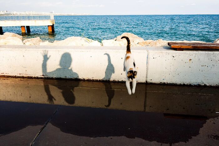 Wait, Cats Taking Over Streets? These Pics Are Purr-fectly Amazing!