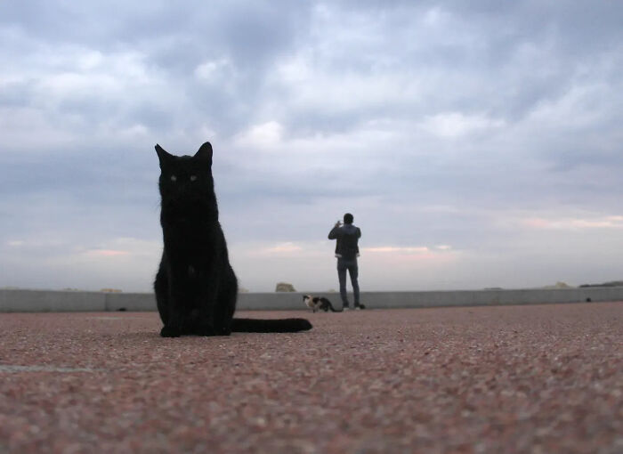 Wait, Cats Taking Over Streets? These Pics Are Purr-fectly Amazing!