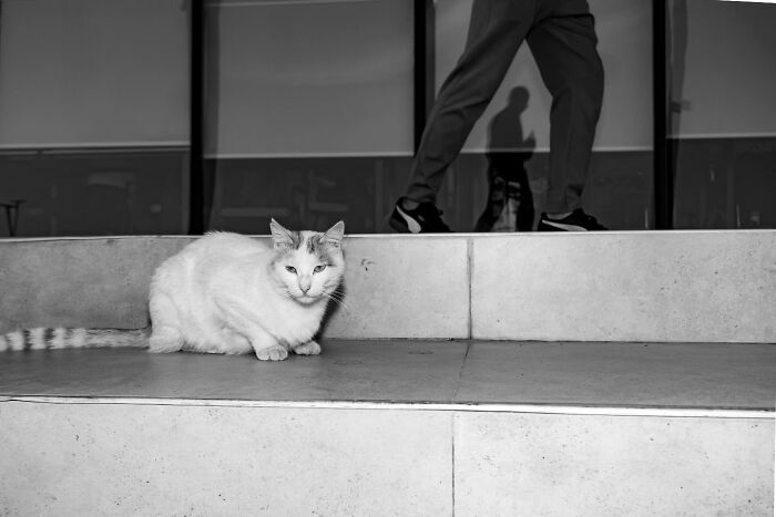 Wait, Cats Taking Over Streets? These Pics Are Purr-fectly Amazing!