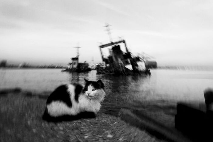 Wait, Cats Taking Over Streets? These Pics Are Purr-fectly Amazing!