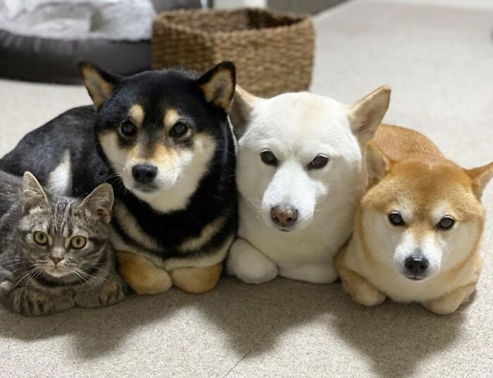 Let's Dive Into 83 Seriously Feel-Good Posts That'll Brighten Your Day