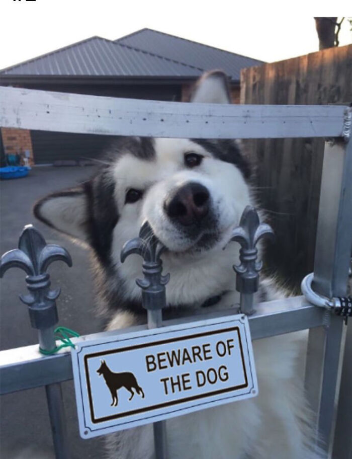 Let's Dive Into 83 Seriously Feel-Good Posts That'll Brighten Your Day