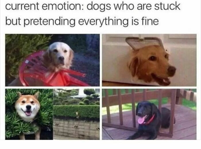 Let's Dive Into 83 Seriously Feel-Good Posts That'll Brighten Your Day