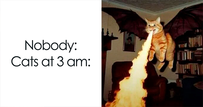 41 Cat Posts That Will Make You Laugh, Melt, and Go ‘Awwwww!’