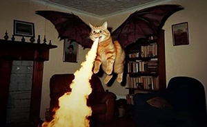 41 Cat Posts That Will Make You Laugh, Melt, and Go 'Awwwww!'