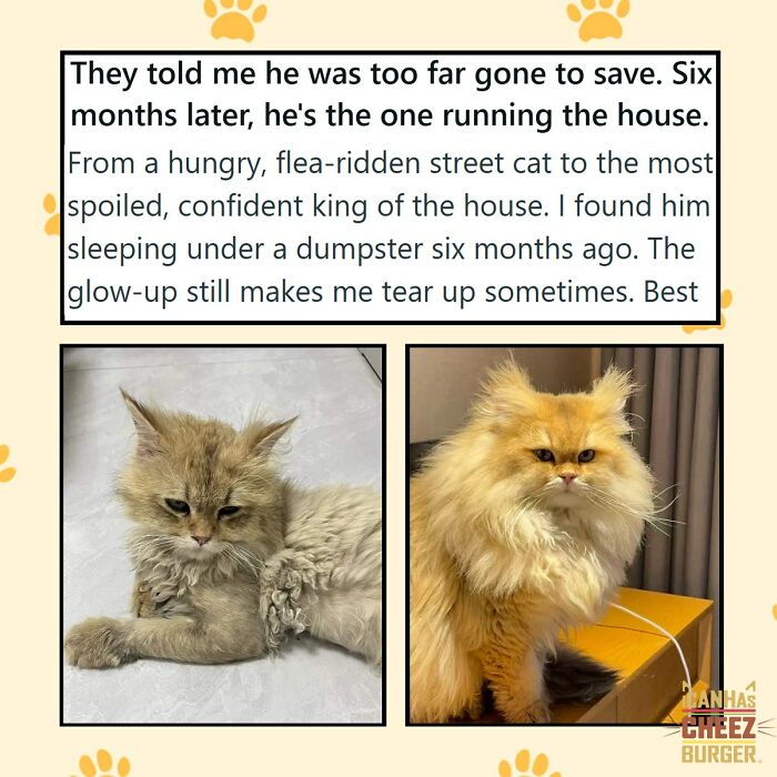 41 Cat Posts That Will Make You Laugh, Melt, and Go 'Awwwww!'