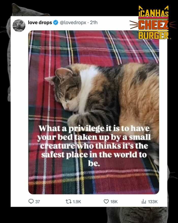 41 Cat Posts That Will Make You Laugh, Melt, and Go 'Awwwww!'