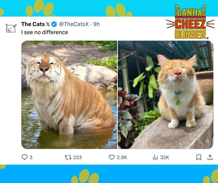 41 Cat Posts That Will Make You Laugh, Melt, and Go 'Awwwww!'
