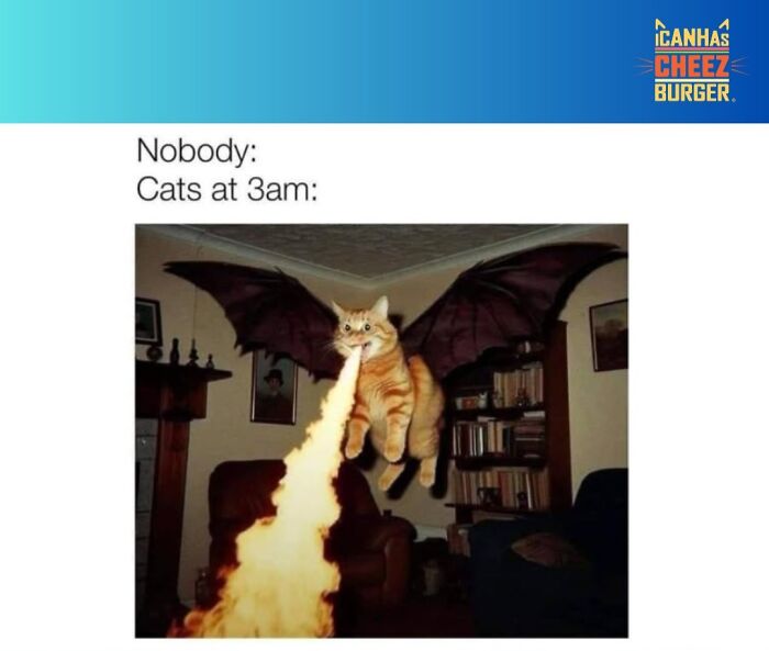 41 Cat Posts That Will Make You Laugh, Melt, and Go 'Awwwww!'