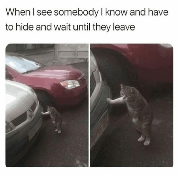 41 Cat Posts That Will Make You Laugh, Melt, and Go 'Awwwww!'