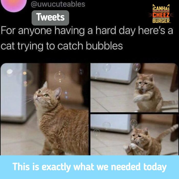 41 Cat Posts That Will Make You Laugh, Melt, and Go 'Awwwww!'