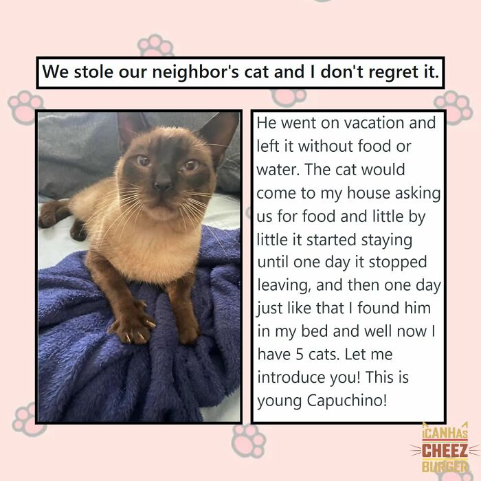 41 Cat Posts That Will Make You Laugh, Melt, and Go 'Awwwww!'