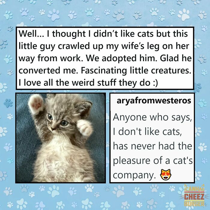 41 Cat Posts That Will Make You Laugh, Melt, and Go 'Awwwww!'