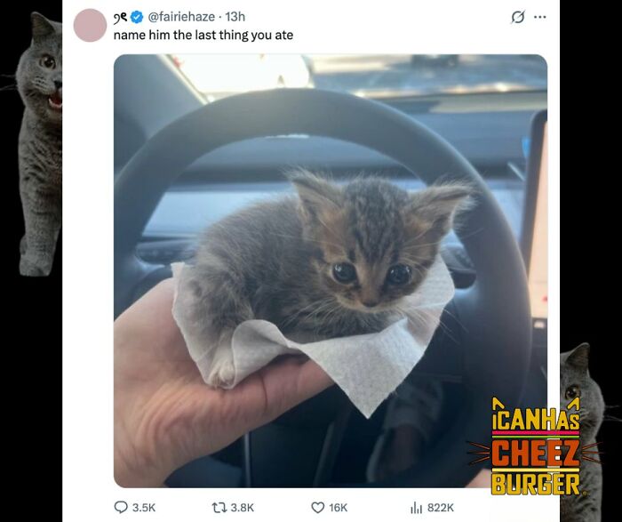 41 Cat Posts That Will Make You Laugh, Melt, and Go 'Awwwww!'