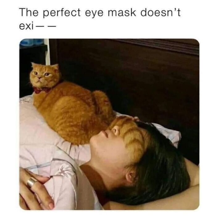 41 Cat Posts That Will Make You Laugh, Melt, and Go 'Awwwww!'