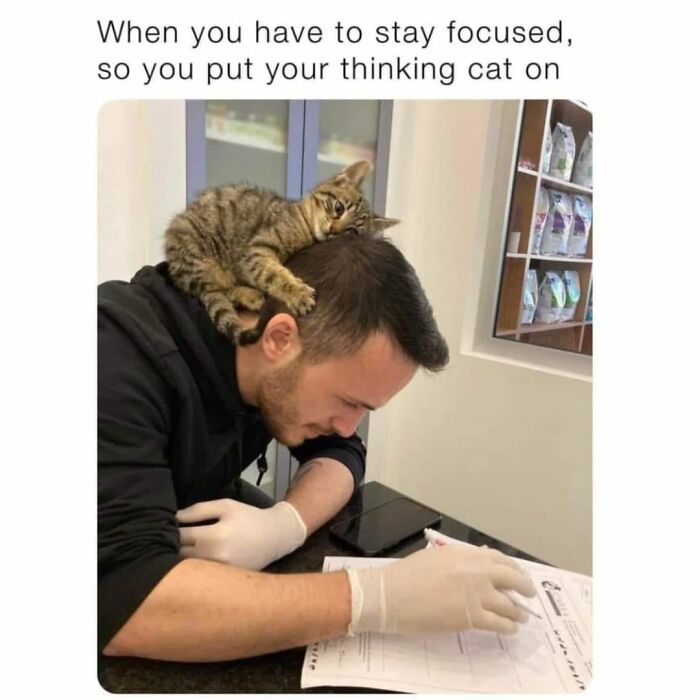 41 Cat Posts That Will Make You Laugh, Melt, and Go 'Awwwww!'
