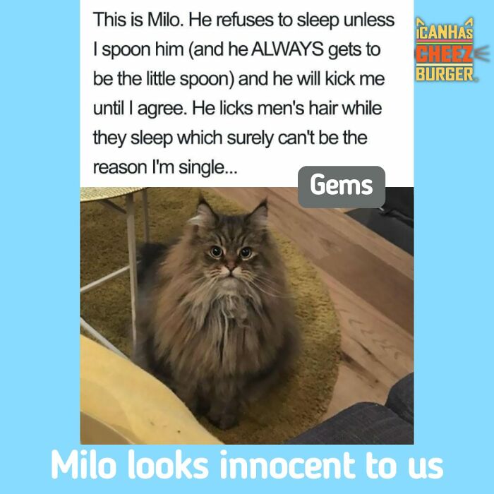 41 Cat Posts That Will Make You Laugh, Melt, and Go 'Awwwww!'
