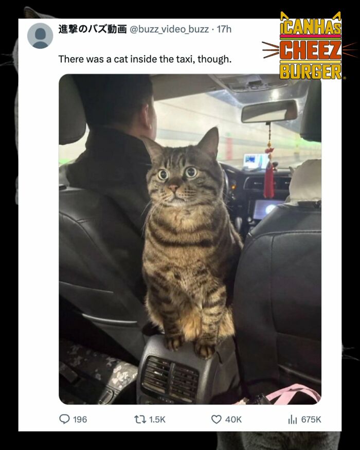 41 Cat Posts That Will Make You Laugh, Melt, and Go 'Awwwww!'