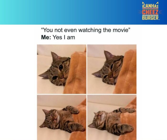 41 Cat Posts That Will Make You Laugh, Melt, and Go 'Awwwww!'
