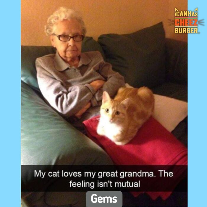 41 Cat Posts That Will Make You Laugh, Melt, and Go 'Awwwww!'