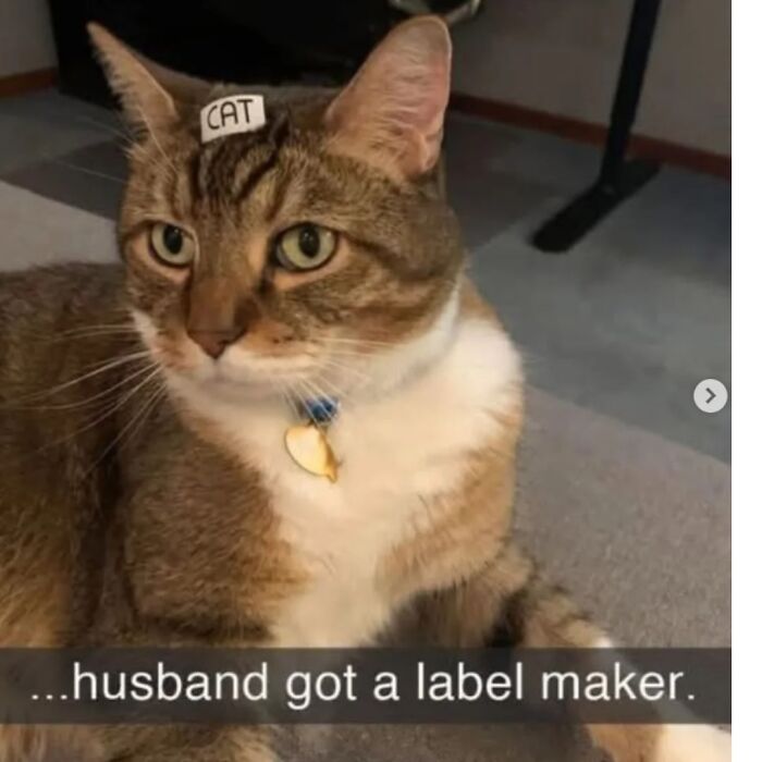 41 Cat Posts That Will Make You Laugh, Melt, and Go 'Awwwww!'