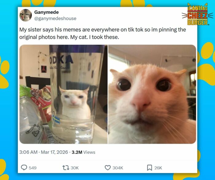 41 Cat Posts That Will Make You Laugh, Melt, and Go 'Awwwww!'