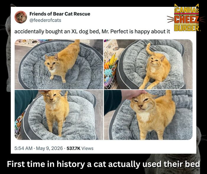 41 Cat Posts That Will Make You Laugh, Melt, and Go 'Awwwww!'