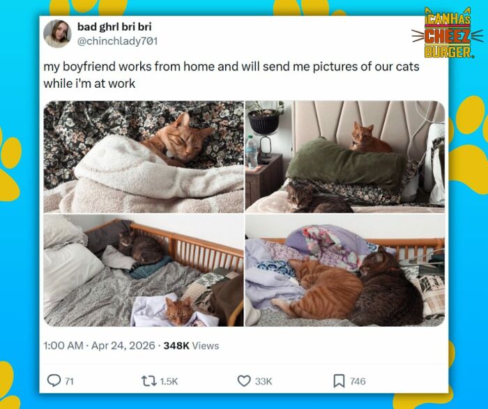 41 Cat Posts That Will Make You Laugh, Melt, and Go 'Awwwww!'