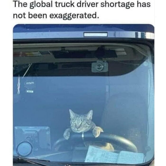 41 Cat Posts That Will Make You Laugh, Melt, and Go 'Awwwww!'