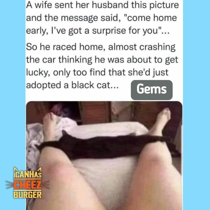 41 Cat Posts That Will Make You Laugh, Melt, and Go 'Awwwww!'