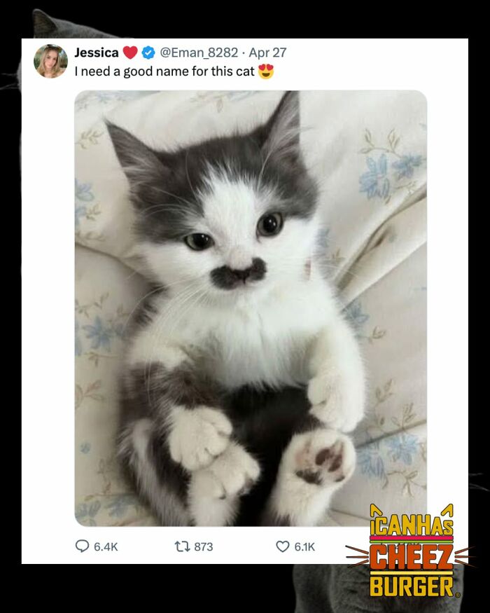 41 Cat Posts That Will Make You Laugh, Melt, and Go 'Awwwww!'