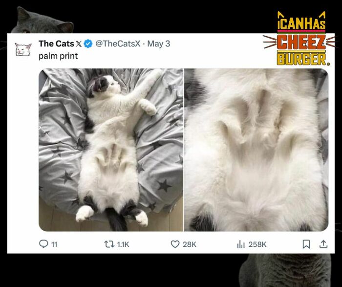 41 Cat Posts That Will Make You Laugh, Melt, and Go 'Awwwww!'