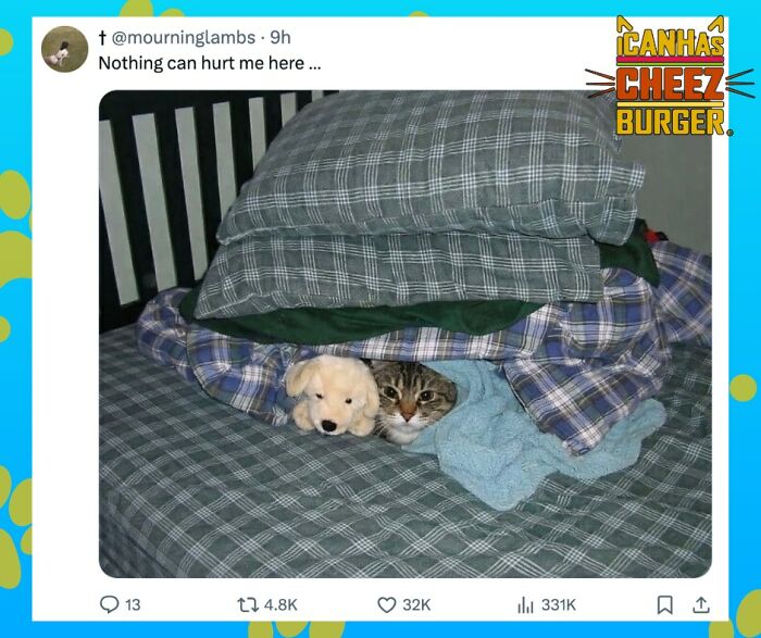41 Cat Posts That Will Make You Laugh, Melt, and Go 'Awwwww!'