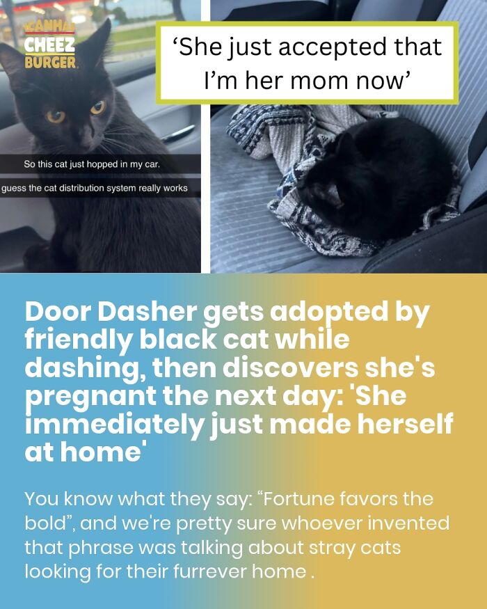 41 Cat Posts That Will Make You Laugh, Melt, and Go 'Awwwww!'