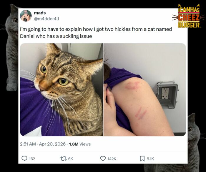 41 Cat Posts That Will Make You Laugh, Melt, and Go 'Awwwww!'