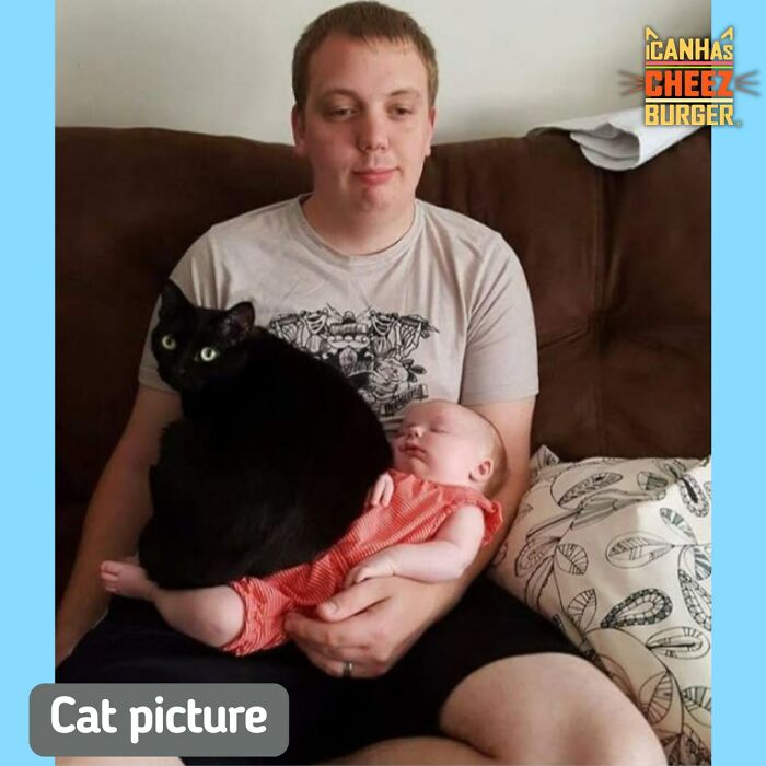 41 Cat Posts That Will Make You Laugh, Melt, and Go 'Awwwww!'