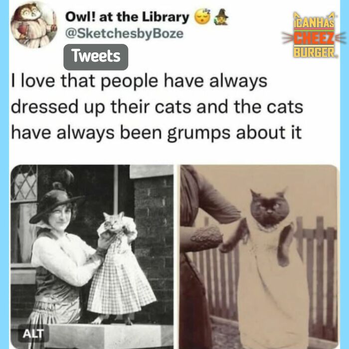 41 Cat Posts That Will Make You Laugh, Melt, and Go 'Awwwww!'