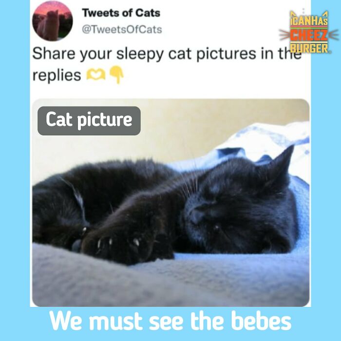 41 Cat Posts That Will Make You Laugh, Melt, and Go 'Awwwww!'