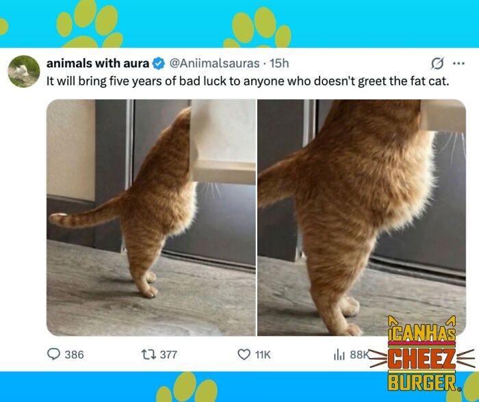 41 Cat Posts That Will Make You Laugh, Melt, and Go 'Awwwww!'