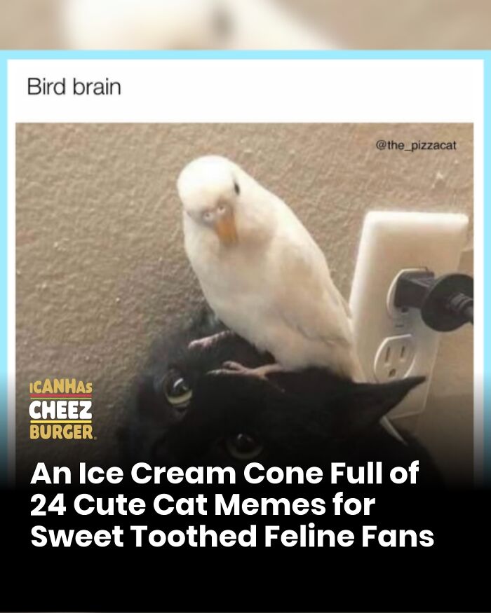 41 Cat Posts That Will Make You Laugh, Melt, and Go 'Awwwww!'
