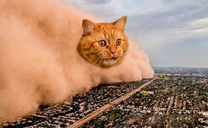 These 79 Cat Memes Are So Good, You’ll Wish You Could Actually Tag Your Kitty