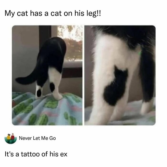 These 79 Cat Memes Are So Good, You’ll Wish You Could Actually Tag Your Kitty