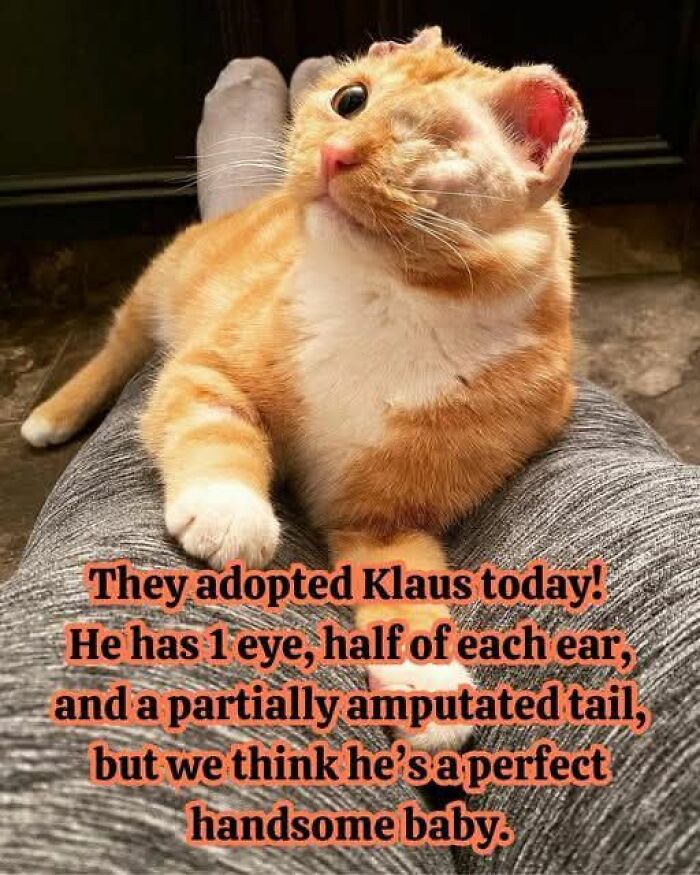 These 79 Cat Memes Are So Good, You’ll Wish You Could Actually Tag Your Kitty