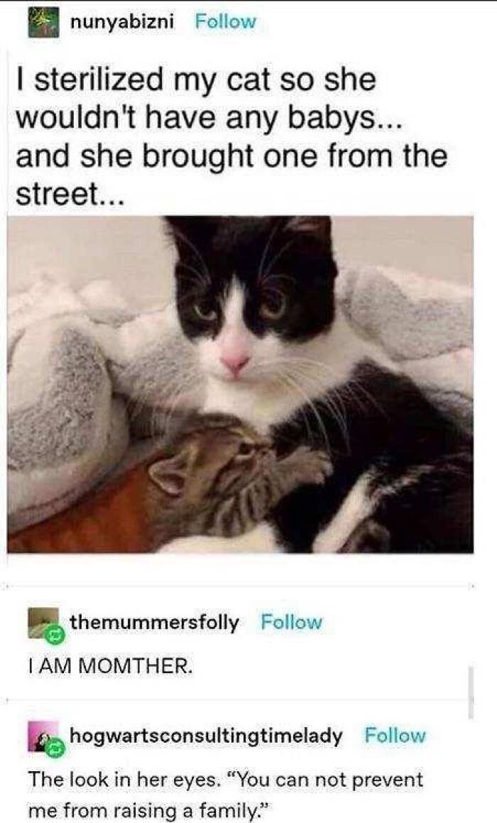 These 79 Cat Memes Are So Good, You’ll Wish You Could Actually Tag Your Kitty