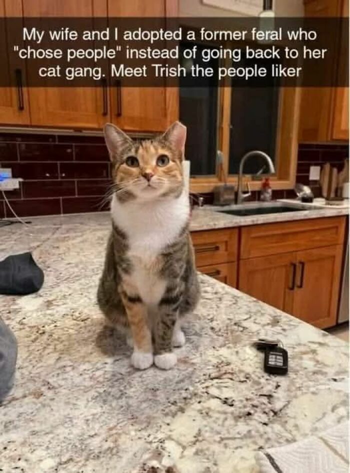 These 79 Cat Memes Are So Good, You’ll Wish You Could Actually Tag Your Kitty