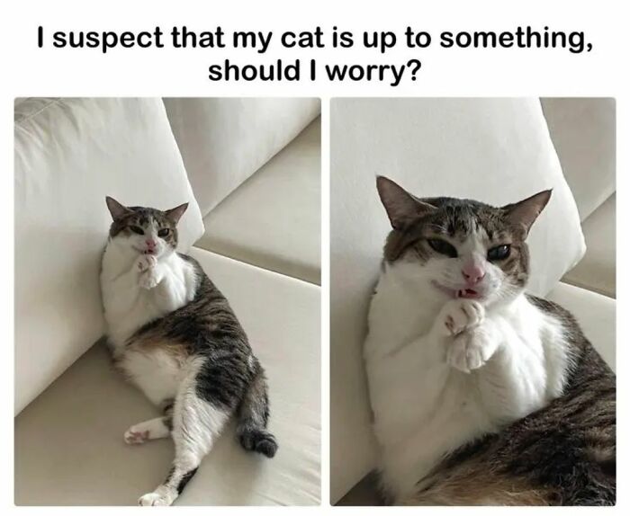 These 79 Cat Memes Are So Good, You’ll Wish You Could Actually Tag Your Kitty