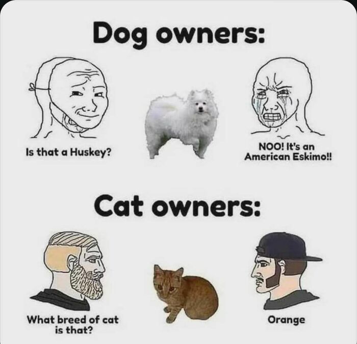 These 79 Cat Memes Are So Good, You’ll Wish You Could Actually Tag Your Kitty