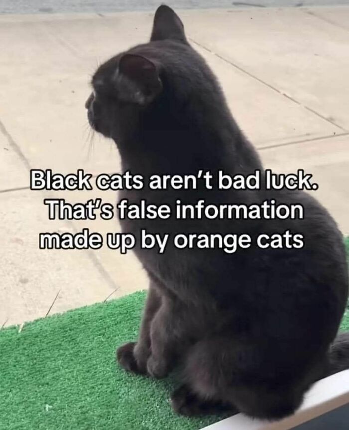 These 79 Cat Memes Are So Good, You’ll Wish You Could Actually Tag Your Kitty