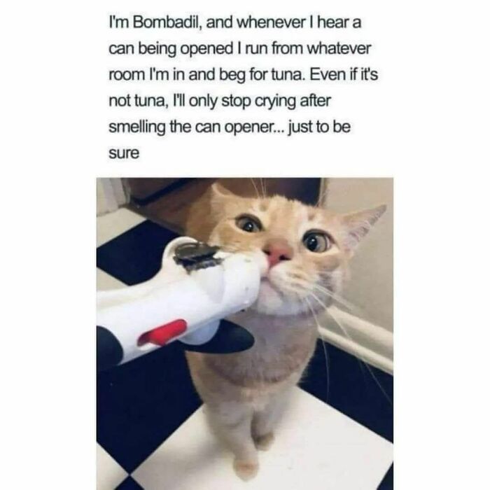 These 79 Cat Memes Are So Good, You’ll Wish You Could Actually Tag Your Kitty