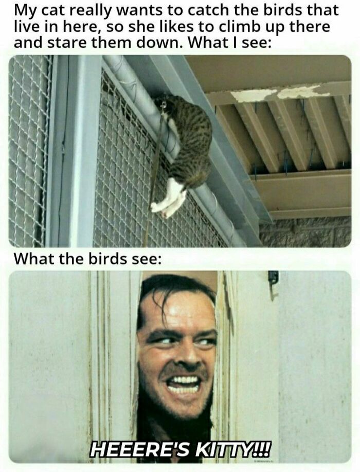 These 79 Cat Memes Are So Good, You’ll Wish You Could Actually Tag Your Kitty